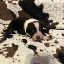 Zero - Blue male Australian Cattle Dog puppy in Lancaster, Minnesota from Weleski Chocolate Heelers
