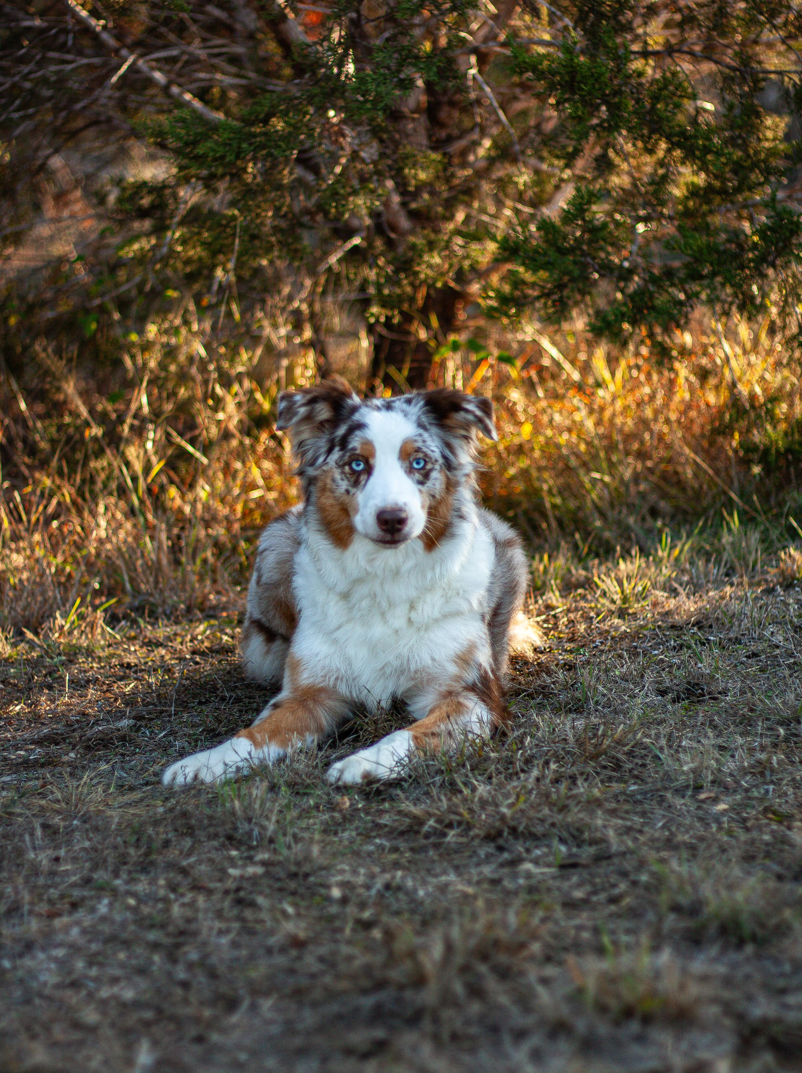 cascade-australian-shepherds-in-texas-australian-shepherd-puppies