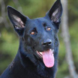 Yahtzee - Shiloh Shepherd