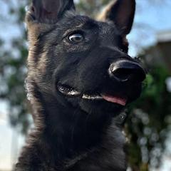 German Shepherds from MLH kennels
