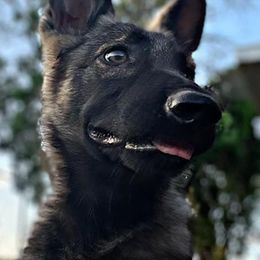 German Shepherds from MLH kennels