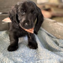 Boy 4 - Black male Dachshund puppy in Gouverneur, New York from Dack Dachshunds