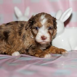 Stymie - Chocolate merle male Bernedoodle puppy in Gilbert, Arizona from Safe Havynn Doodles