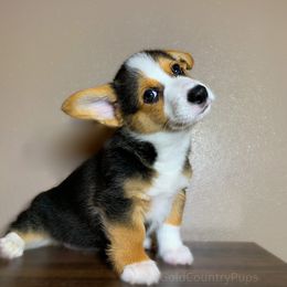 Pembroke Welsh Corgi Puppies from Gold Country Pups