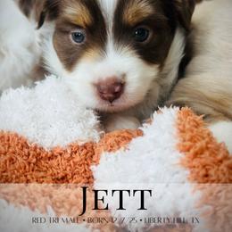 Miniature Australian Shepherd and Toy Australian Shepherd Puppies from Stone & Sage ATX Toy & Mini Aussies