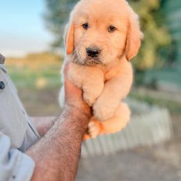 Golden Retriever Puppies from Rose n’ Thistle Farm