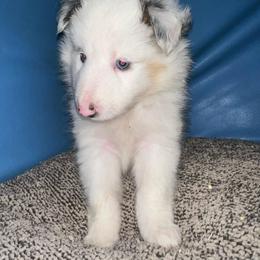 Zero - White blue merle and tan male Shetland Sheepdog puppy in Kerville, Texas from Cedar Hill Kennels