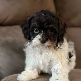 Harvest - Mini Shihpoo - male Shihpoo puppy in Mason, Illinois from Rockiń N Kennel