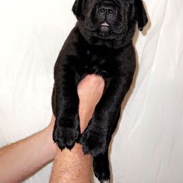Cane Corso Puppies from Rock Creek Cane Corso
