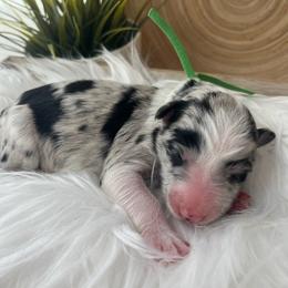Torrey Pine - White and blue merle female Bordoodle puppy in Valley Center, California from Circle R Valley Bordoodls