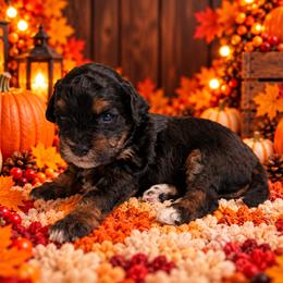Dixie - Black and tan female Cavapoo puppy in Myrtle Beach, South Carolina from Colorful-K9'S