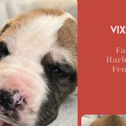 Girl 1-Vixen - Harlequin Great Dane puppy in Marlow, New Hampshire from Fox Hill Danes