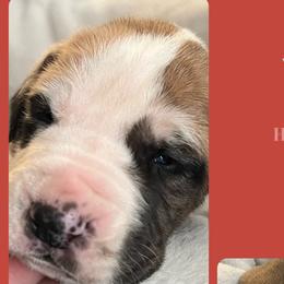 Girl 1-Vixen - Harlequin Great Dane puppy in Marlow, New Hampshire from Fox Hill Danes