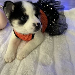Sally - Black and white Pomsky puppy in Clearwater, Florida from Neon Moon Pomskies