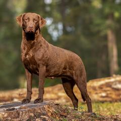 Australian Terriers, Chesapeake Bay Retrievers, and Golden Retrievers from Breezeswept Kennel