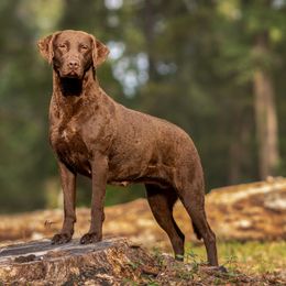 Australian Terriers, Chesapeake Bay Retrievers, and Golden Retrievers from Breezeswept Kennel