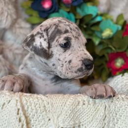 Boy 3 - Merle Great Dane puppy in Reno, Nevada from Good Dog Danes