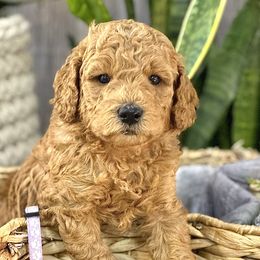 Iris - Goldendoodle puppy in Chelan, Washington from North Cascades Doodles