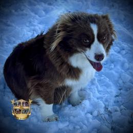 Reba - Australian Shepherd