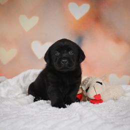 Glory - Black female Labrador Retriever puppy in Archer Lodge, North Carolina from Archer Lodge Labradors