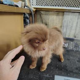 Cheese - Chocolate female Pomeranian puppy in Andrews, South Carolina from Purple Diamonds Kennel