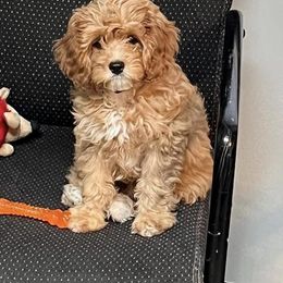 Cavapoo Puppies from Wednesday & Co
