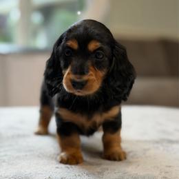 Katya - Black and tan female Dachshund puppy in Chehalis, Washington from Devoted Doxies - DLL