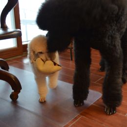 Poodle Puppies from D and D Standard Poodles