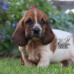 Coast - Mahogany and white female Basset Hound puppy in Pollock, Missouri from Northstar