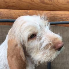 Spinoni Italiani from CrossRoads Spinoni