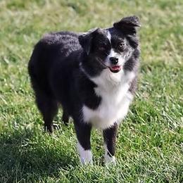 Harper - Toy Australian Shepherd