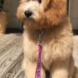 Goldendoodle Puppies from Seventh Heaven Goldendoodles