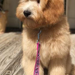 Goldendoodle Puppies from Seventh Heaven Goldendoodles