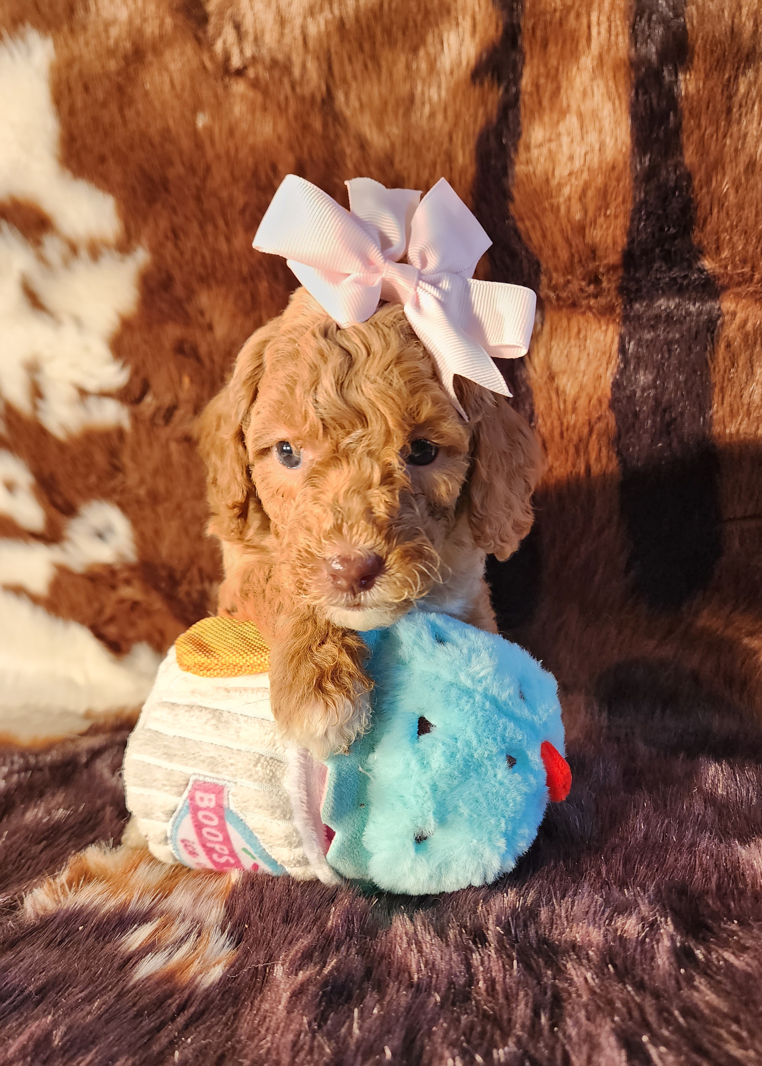 Goldendoodle Puppies from Ds_minidoodles