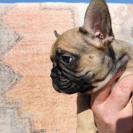 French Bulldog Puppies from Camp Fine Frenchies