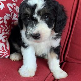 Sheepadoodle Puppies from Narrow Path Puppies