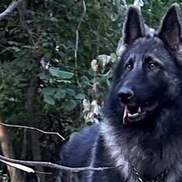 Asher - German Shepherd