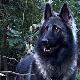 Asher - German Shepherd