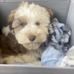 Dutton - Miniature Schnauzer