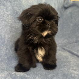Gillie (tiny) - Black female Shih Tzu puppy in Oak Park, California from Boodaboo Shih Tzu’s