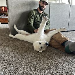 Berger Blanc Suisse Puppies from Nasha Comanda White Swiss Shepherds