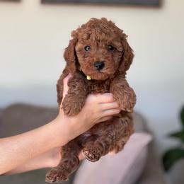 AKC miniature poodle (Yellow collar girl) - Red  female Poodle puppy in Skamokawa, Washington from East Valley Pups