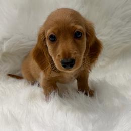 Puppy A - Red male Dachshund puppy in Middleboro, Massachusetts from Eastern Juniper Dachshunds