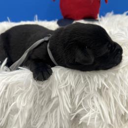 Gray - Black male Labrador Retriever puppy in Heath Springs, South Carolina from Rich Hill Retrievers