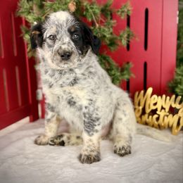 Trixie - Blue female Assorted Doodle Crosses puppy in Ohio from Holley Doodles