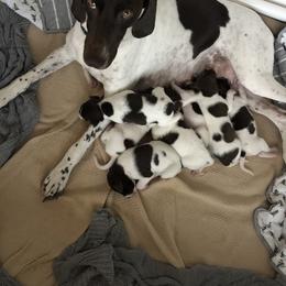 German Shorthaired Pointer Puppies from Chasing Kaya