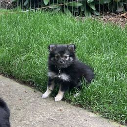 Pomeranian Puppies from Kristin Alsup
