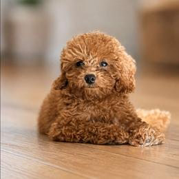 Kola - Poodle