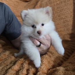 Pomeranian puppies from Mannimal Farm