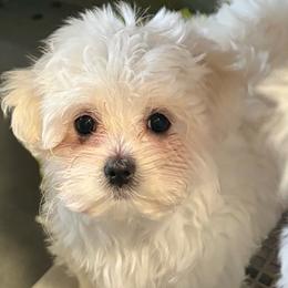 Boy 2 - White male Maltese puppy in Cascade, Iowa from Ani's Midwest Maltese